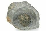 Perfectly Enrolled Morocops Trilobite - Top Quality Specimen #287372-3